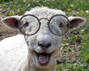 smart-sheep